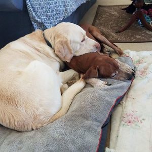 Meet your Posher, Barry